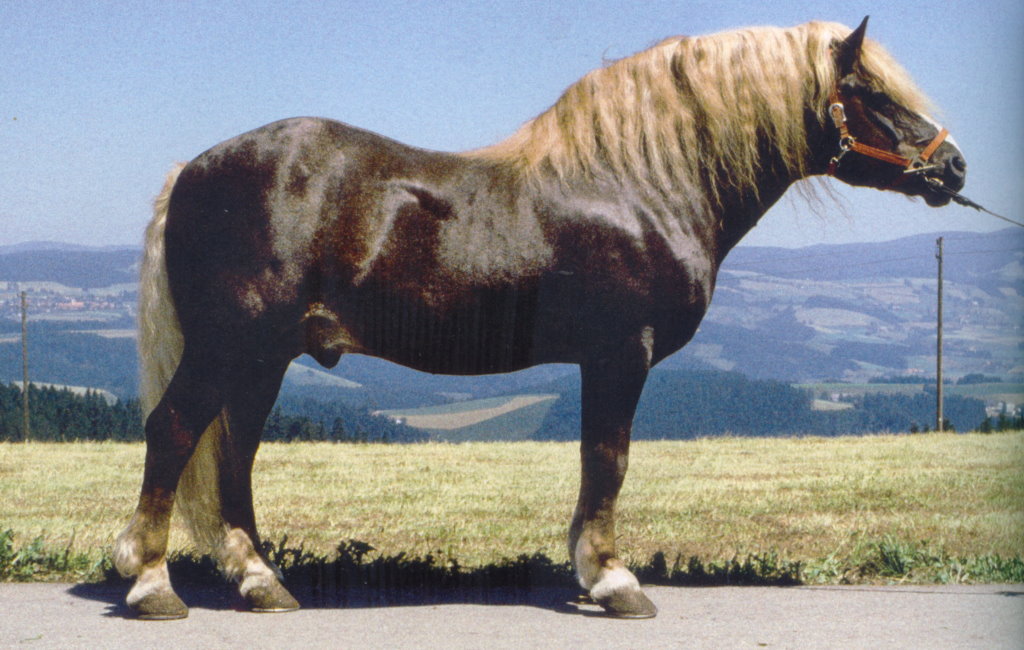 Schwarzwälder Kaltblut | Arche Hof Bredland